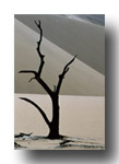 TREE SKELETON