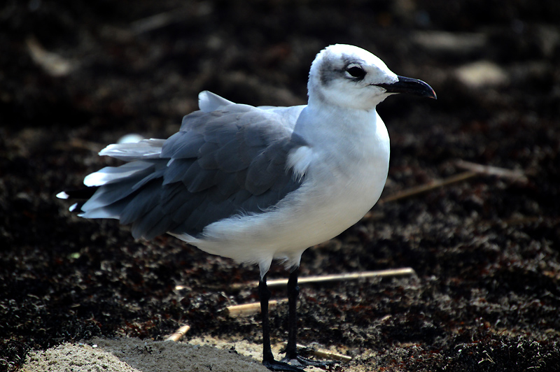 Seagull