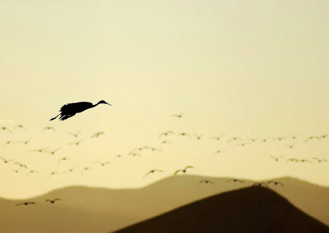 Sandhill Crane Silhouette  Landscape