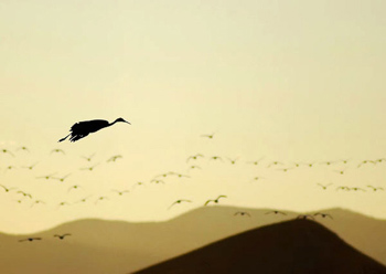 Sandhill Crane Silhouette  Landscape