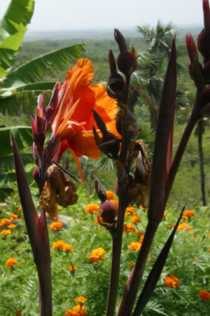 JUNGLE CANNAS