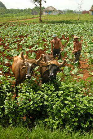 WORKING THE FIELDS